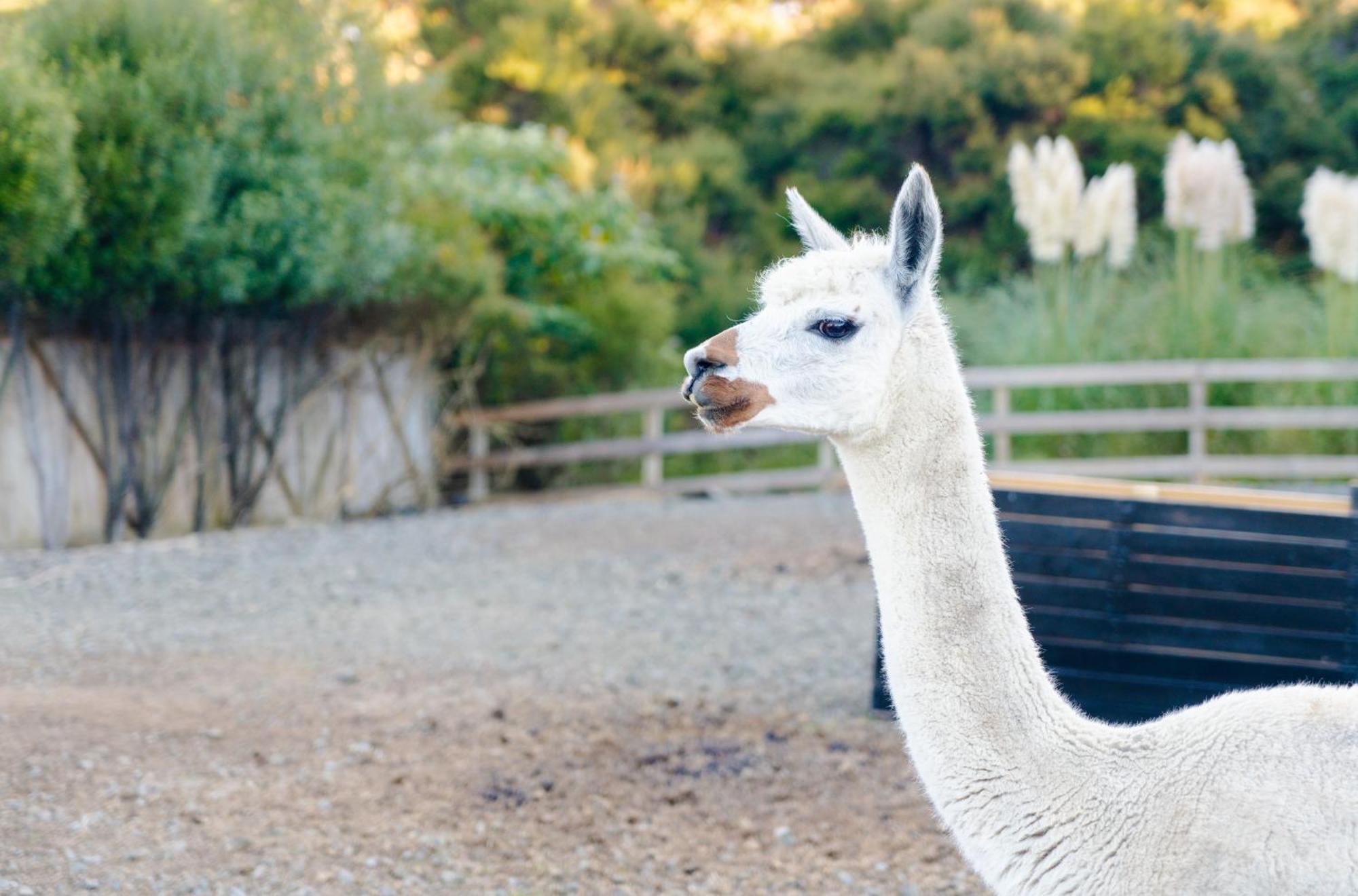 Alpaca Manor Auckland Apartamento Exterior foto